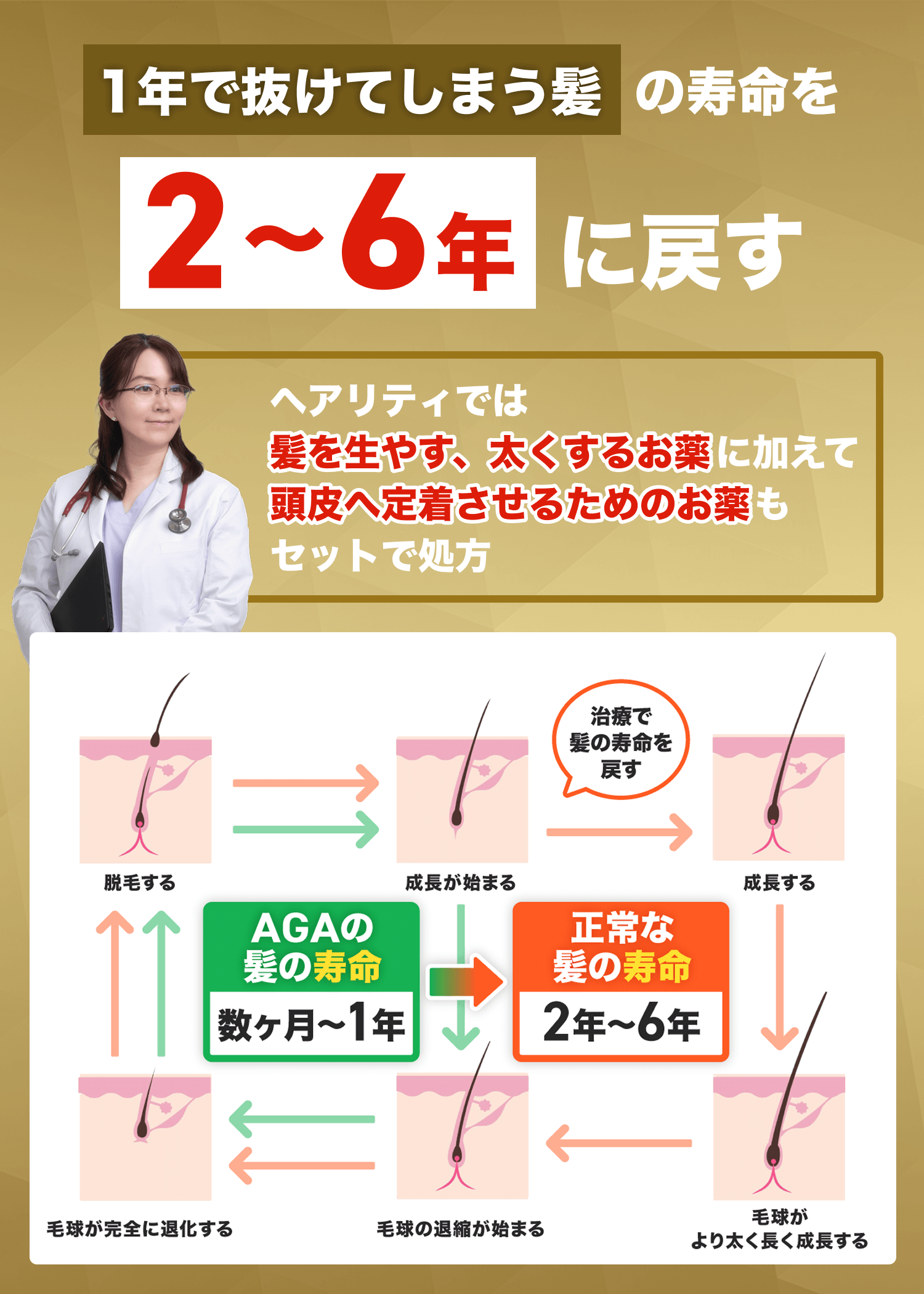 1年で抜けてしまう髪の寿命を2〜6年に戻す